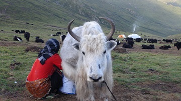 人間―家畜―環境をめぐるミクロ連環系の科学”の構築 ～青海チベットにおける牧畜語彙収集からのアプローチ