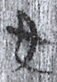 女(8-1565a)