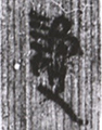 讂(9-1652)