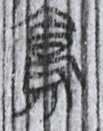簡8-1562a鳥字（第一字